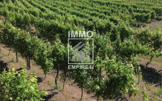 Quinta Vinícola em Idães – Felgueiras